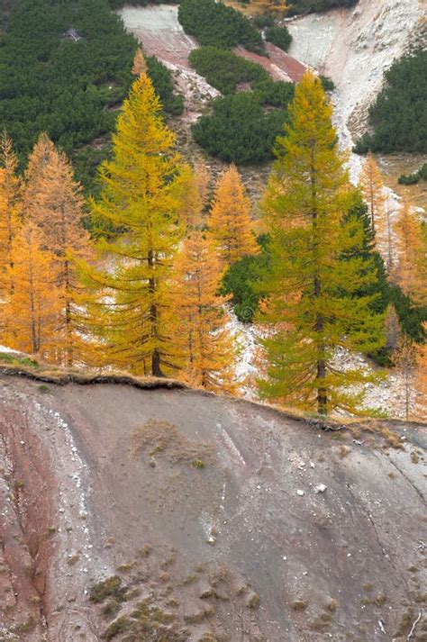 181 Larch Trees Mountainside Stock Photos Free And Royalty Free Stock