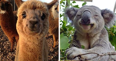 20 Smiling Animals That Will Make You Forget All Your Worries