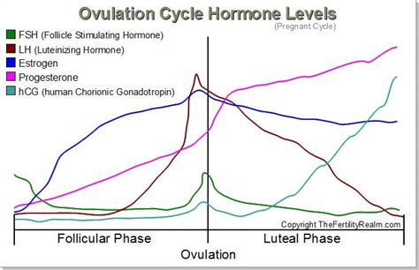 The Female Ovulation Cycle