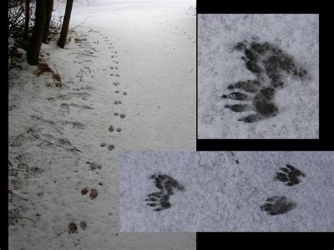 It is of a fisher cat in our front yard. I have 'possum tracks in the snow, in my yard , in Maine ...