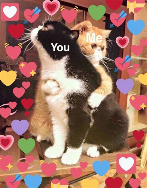 √ Cat Reaction Meme Wholesome Cat Heart Meme Recommendation News