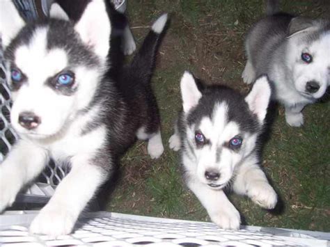 If you are looking to adopt or buy a husky take a look here! Cheap Siberian Husky Puppies For Sale Near Me | PETSIDI