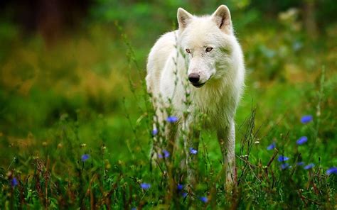 Wolf Wallpapers Flower Wolf Wallpaperspro