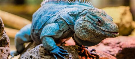 The Grand Cayman Blue Iguana Critter Science