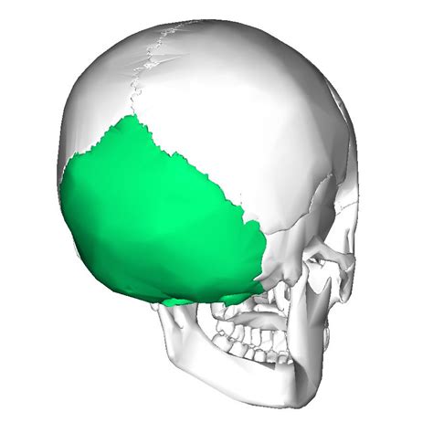 Occipital Bone Posterior Part Of The Cranial Skull Huesos Del Cuerpo