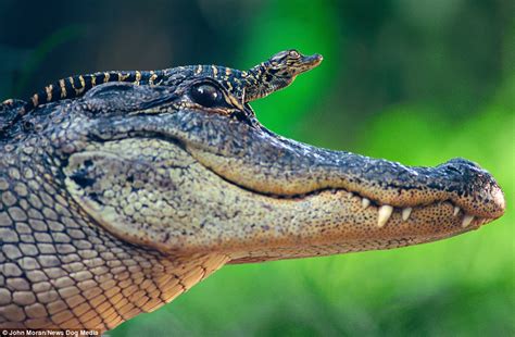 That video was cool but how much does a crocodiles baby eggs way and how is a great white shark more or less. Baby alligator proudly rides on mother's head to keep dry ...