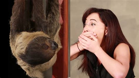 A Girl Obsessed With Sloths Gets Surprised With A Sloth Youtube