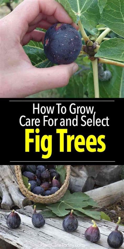 Fig Tree Care How To Grow Fig Trees In Your Home Or Garden
