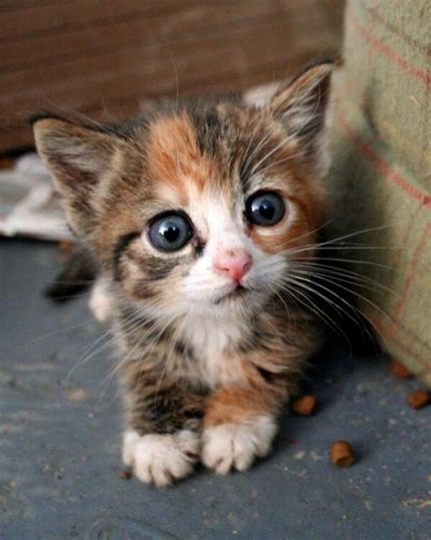 Scottish Fold Kitten With Blue Eyes Cute Animals Baby Animals Funny