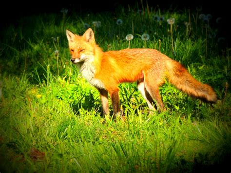Free Images Nature Animal Wildlife Fauna Red Fox Vertebrate