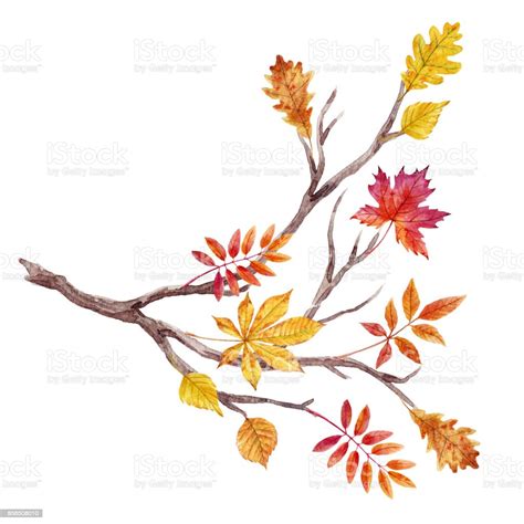 Watercolor Fall Tree Branch Stock Illustration Download Image Now