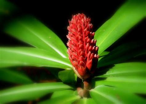 Maybe you would like to learn more about one of these? Flower Forest (Saint Thomas Parish) - 2021 All You Need to ...