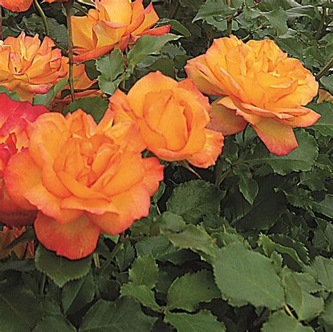 Rose Sahara Online Kaufen Rosen Tantau