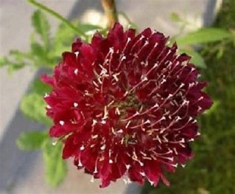 25 Fire King Pincushion Scabiosa Perennial Flower Seeds Etsy
