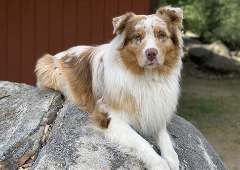 Red Merle Australian Shepherd Facts Heath Temperament Price