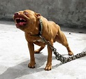 世界上最兇猛的狗排行，比特犬第一（打起架來不怕疼的存在） - 每日頭條