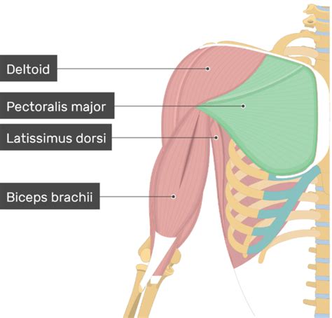 Pectoralis Major Muscle Attachment Action And Innervation