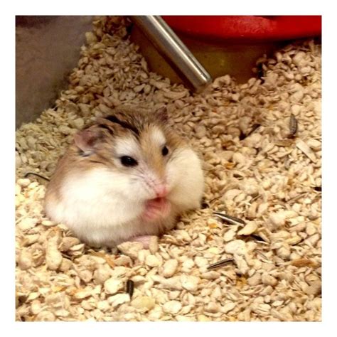 17 Best Fat Hamsters Images On Pinterest Funny Animals Rodents And