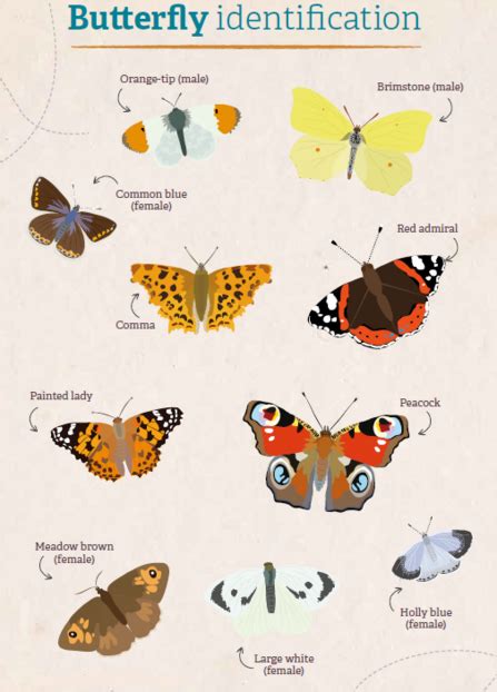 Identify British Butterflies Wildlife Trusts Wales