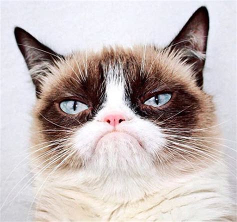 Dlisted Grumpy Cat Has Died Long Live Grumpy Cat