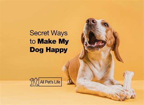 17 Secrets How To Make My Dog Happy All Pets Life