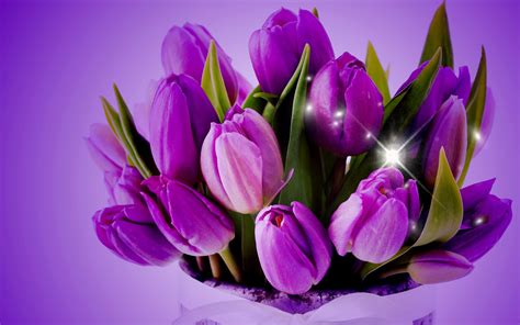 Tulips Background Wallpaper 70 Images