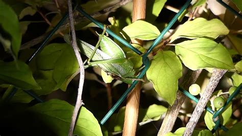 Des milliers de nouvelles photos chaque jour utilisation gratuite vidéos et photos de haute qualité disponibles. Sauterelle Géante Verte - YouTube