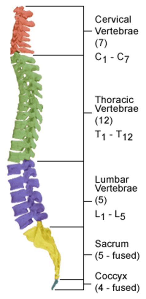 Understand the potential of stem cells. Spinal Anatomy - Saratoga Spine