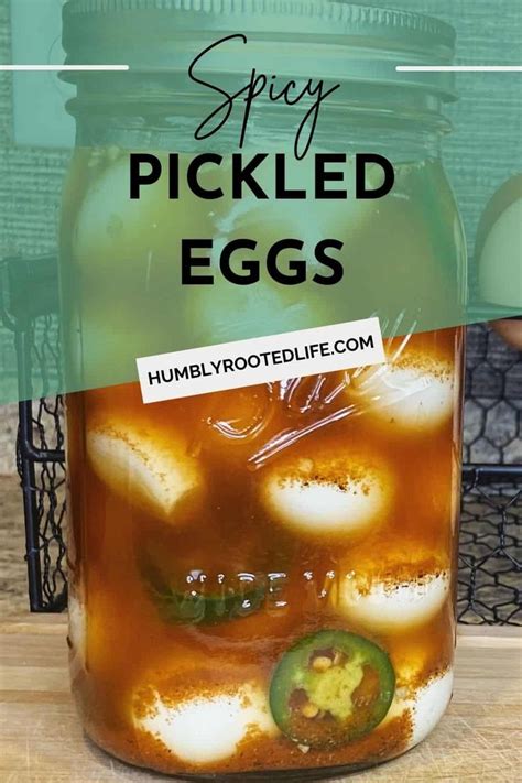Easy Spicy Pickled Quail Egg Recipe For Beginners Pickled Quail Eggs