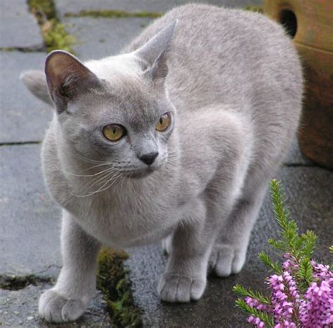 History of the burmese cat. Cat Care: EUROPEAN BURMESE CAT