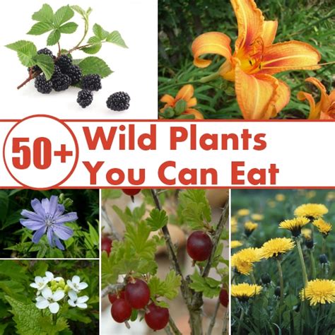 50 Wild Plants You Can Eat Diy Home Things