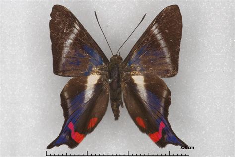 Rhetus Periander Naevianus Type Specimens