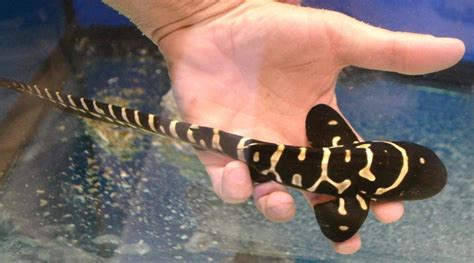 The Zebra Shark Gets Its Name From The Dark Skin Tone And