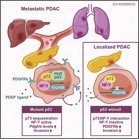 Mutant P53 Drives Pancreatic Cancer Metastasis Through Cell Autonomous