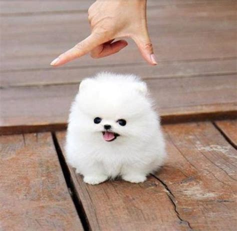 Tiny Fluffy White Dog I Want Cute Animals Baby Animals Cute