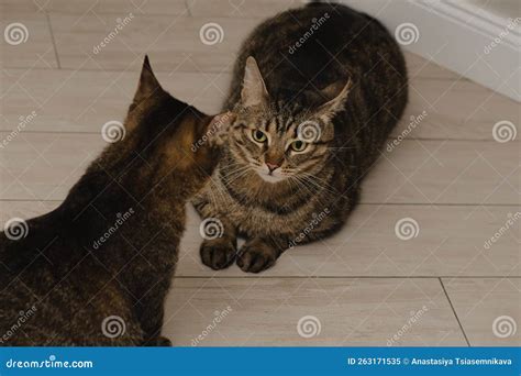 Portrait Of Two Cats Playing With Each Other In The Apartment Stock Image Image Of Grey Kitty