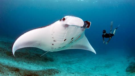 Queen Of The Manta Rays Nat Geo Live Video Underwater Pictures