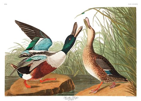 Shoveller Duck 1 Painting By John James Audubon Fine Art America