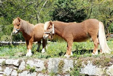 Can A Horse Have Twins Answered And Explained Bela Pets