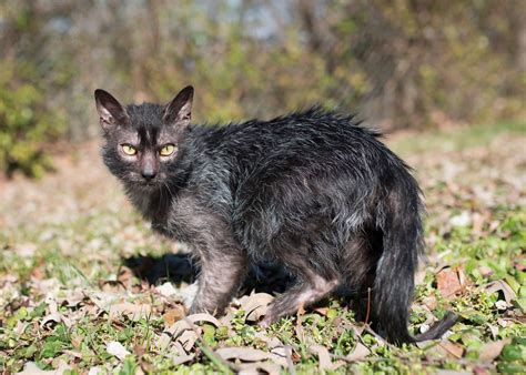 A Genetic Mutation Makes These Cats Look Like Werewolves Business Insider