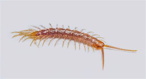 Close Up Of Lithobius Forficatus Most Commonly Known As The Brown