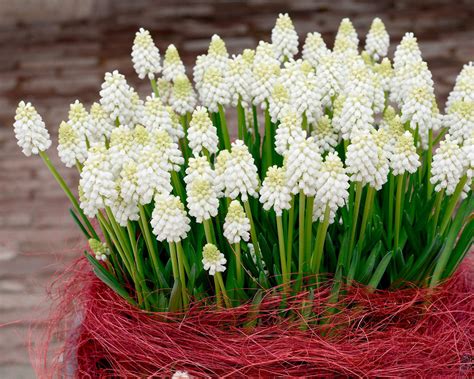 Muscari White Magic Bulbs — Buy White Grape Hyacinths Online At