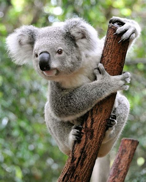 Koala Appearance Diet Habitat And Facts Koala Australia Animals