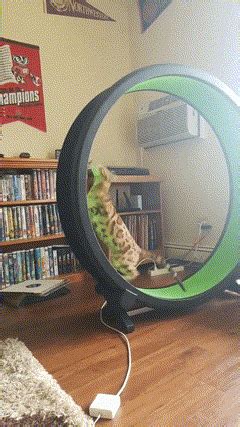 Cat workout #workout #cat | Cat workout, Workout, Cats