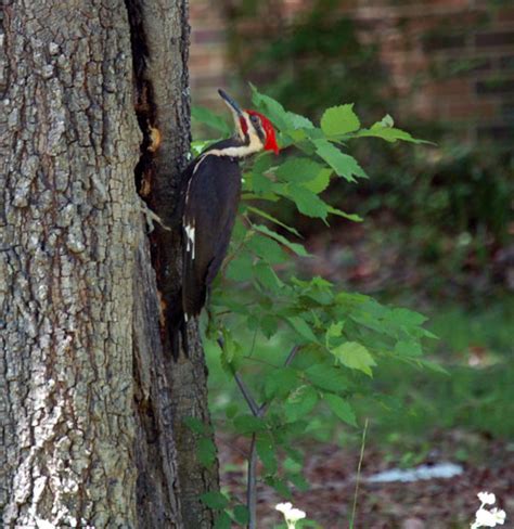 Giant Pileated Woodpecker In The Hood The Locust Fork News Journal