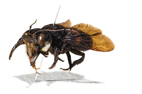 Wallaces Giant Bee Photograph By Natural History Museum London