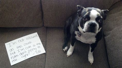 Dog Shaming At Its Best Album On Imgur