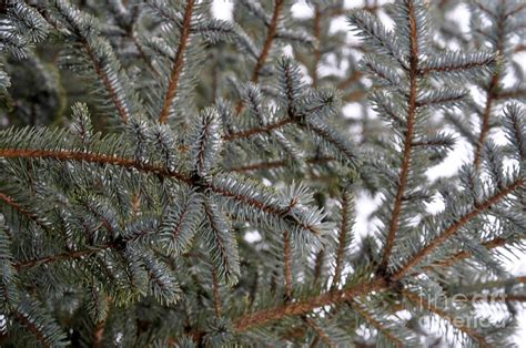 Evergreen Needles Photograph By Tina Jones Pixels