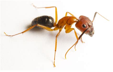 Carpenter Ants Image To U