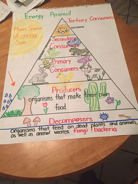 Food Chain Energy Pyramid 5th Grade Elementary Science Middle